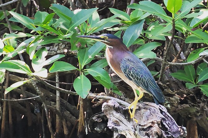 Kayak adventure through Laguna Nichupté in Cancun - Mangrove tunnels and small marine life
