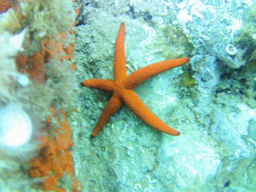 Kayak and snorkel Tour Platja d'Aro - Starting beside the Port dAro Nautical Club