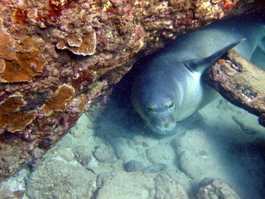 Kayak and Snorkel West Maui at Olowalu - My recommendation for booking