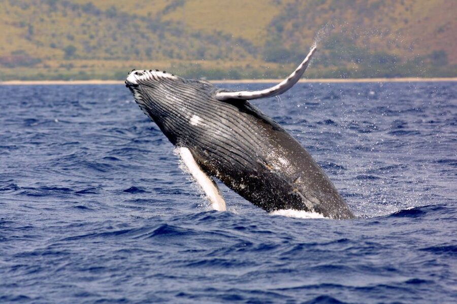 Kayak and Snorkel West Maui at Olowalu - Starting at Olowalu Beach, where the outing begins