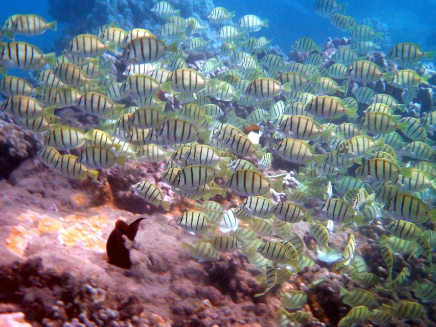 Kayak and Snorkel West Maui at Olowalu - What the guide adds to the experience