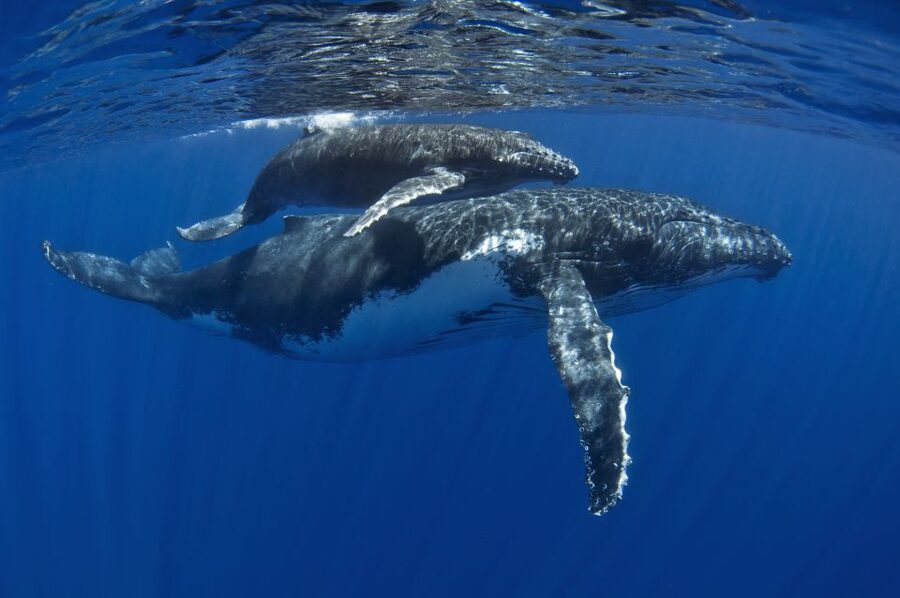 Kayak and Snorkel West Maui at Olowalu - Equipment, swimming ability, and the facial-hair issue