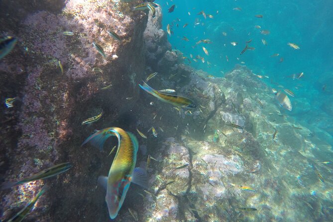Kayak and Snorkeling Tour in Underwater Nature Reserve Garajau - Price and practical value at $59.26