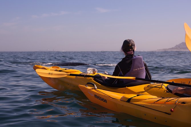 Kayak Chapman's Peak and Karbonkelberg in Hout Bay - The harbor return adds a useful final chapter