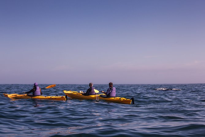 Kayak Chapman's Peak and Karbonkelberg in Hout Bay - Is $54.31 a fair price?