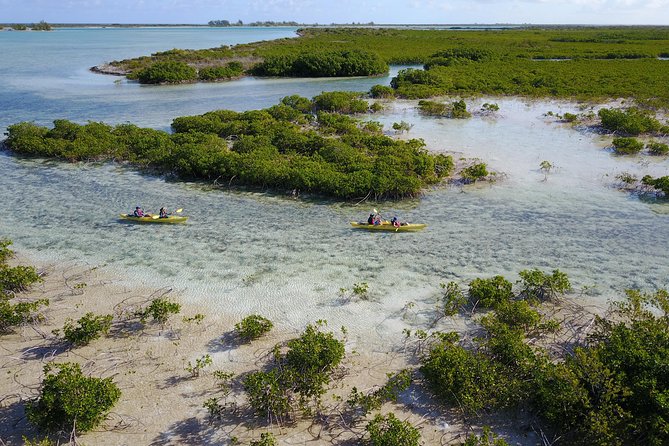 Kayak Eco Tour - Wildlife You Might See Along the Channels