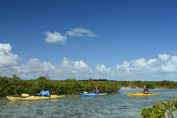 Kayak Eco Tour - Learning the Mangrove Nursery