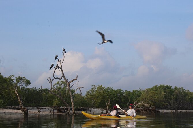 Kayak Mangroves Sunrise Experience - Crocodiles and wildlife: exciting, but keep expectations sensible