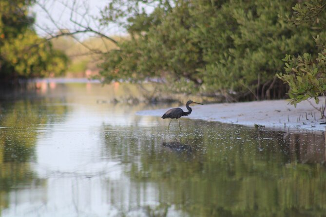Kayak Mangroves Sunrise Experience - Mosquitoes, weather, and the practical side of the morning
