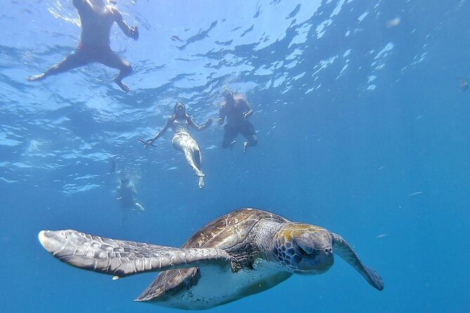 Kayak Safari with Dolphin and Turtle Watching in Guaza - Key points before you paddle out
