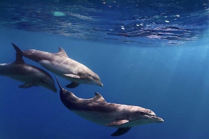 Kayak Safari with Dolphin and Turtle Watching in Guaza - Snorkeling near the rocks
