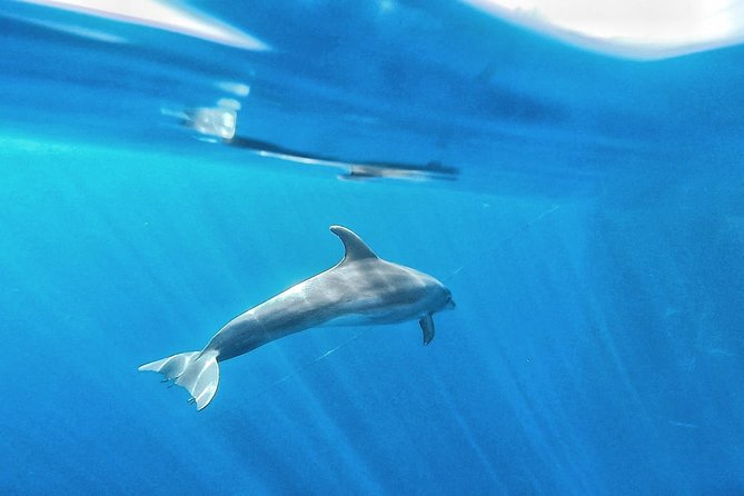 Kayak Safari with Dolphin and Turtle Watching in Guaza - What the $45.97 price really buys you