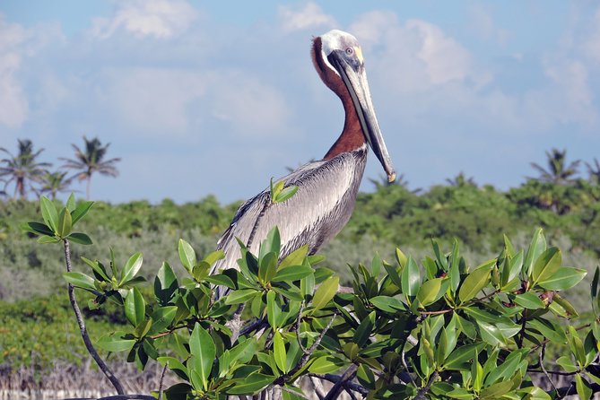 Kayak Sian Ka’an Biosphere Reserve Sunset Tour - Group size, timing, and practical planning