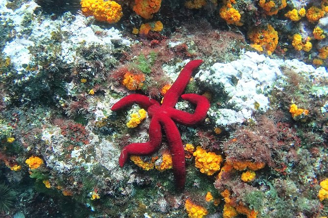 Kayak & Snorkel Tour in Cerro Gordo Natural Park, La Herradura - Practical details that make the day easier