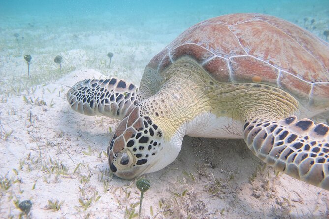 Kayak & Snorkel with Sea Turtles, National Park, St. John - Snorkeling where turtles feed