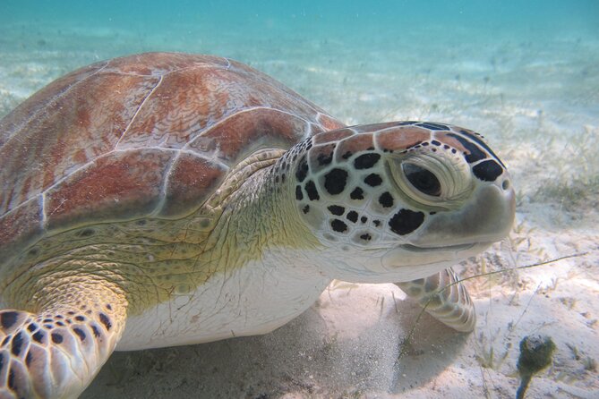 Kayak & Snorkel with Sea Turtles, National Park, St. John - The forest walk to Turtle Point