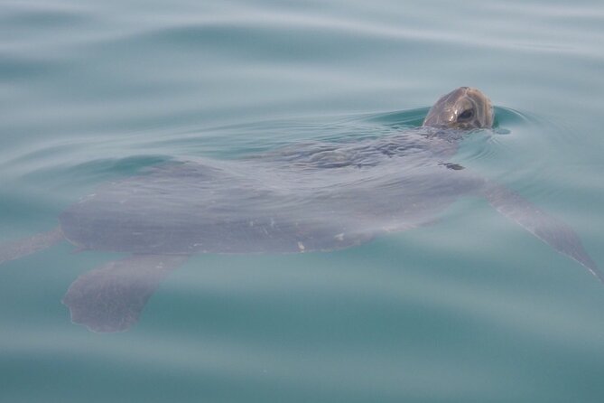 Kayak Tour of the 7 Caves - Paddling across the La Jolla Ecological Reserve