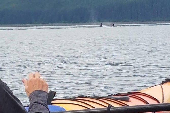 Kayak Tours - Price and What You Receive for $180