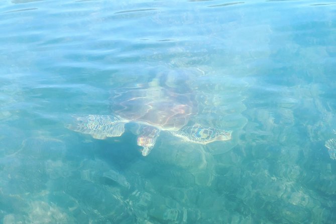 Kayak Turtle Tour from Palm Cove - Beach Time, Swimming, and Snorkeling