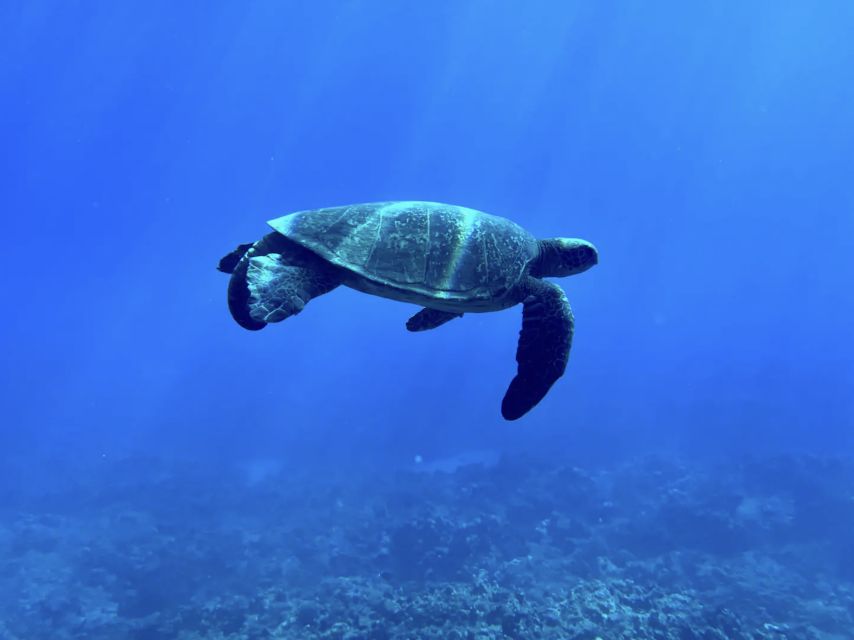 Kayak, Whale Watch And Snorkel At Turtle Town - Key points to know before booking