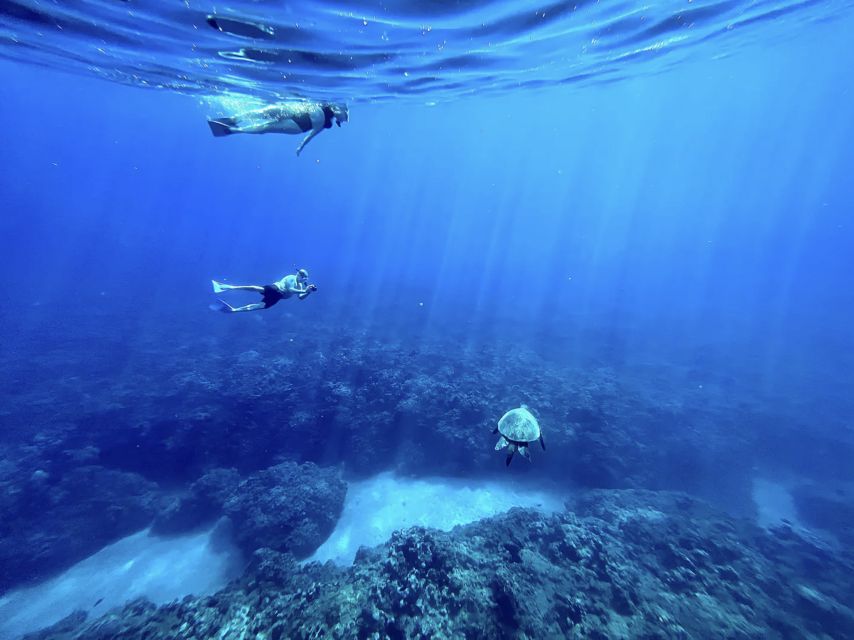 Kayak, Whale Watch And Snorkel At Turtle Town - Why the guides matter here