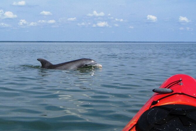 Kayak With Dolphins in Historic Shem Creek - Why Shem Creek makes a good kayak setting
