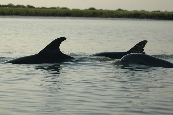 Kayak With Dolphins in Historic Shem Creek - Starting at Coastal Expeditions on Mill Street