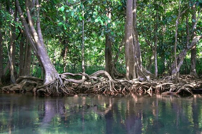 Kayaking in Ao Thalane - Discover the Mangrove life - Thapom Klong Song Nam, where fresh and salt water meet