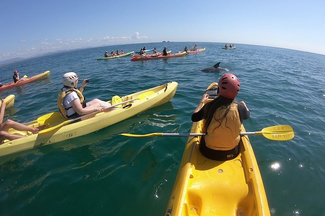 Kayaking with Dolphins in Byron Bay Guided Tour - Five things to know before you book