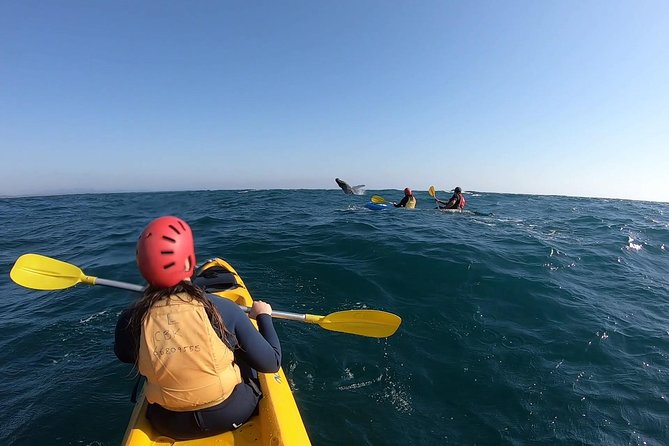 Kayaking with Dolphins in Byron Bay Guided Tour - The guides make a major difference