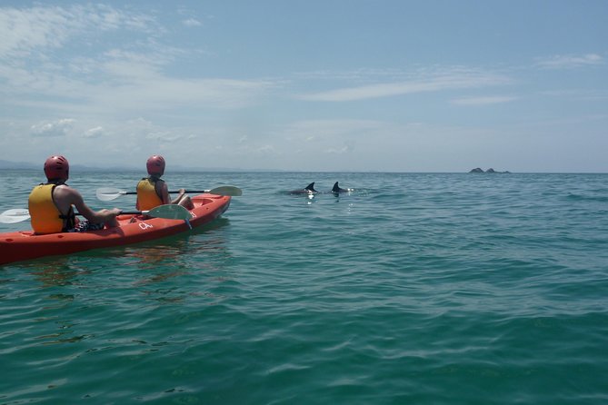 Kayaking with Dolphins in Byron Bay Guided Tour - Paddling beside Byron Bay’s wildlife