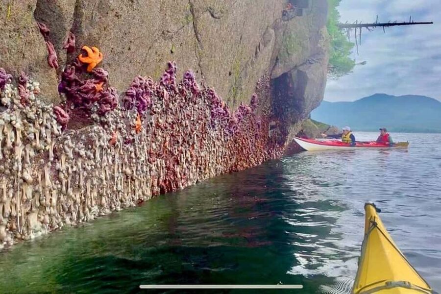 Ketchikan: Orca Cove Fast Boat and Sea Kayak Tour - Why Orca Cove feels different from Ketchikan’s port