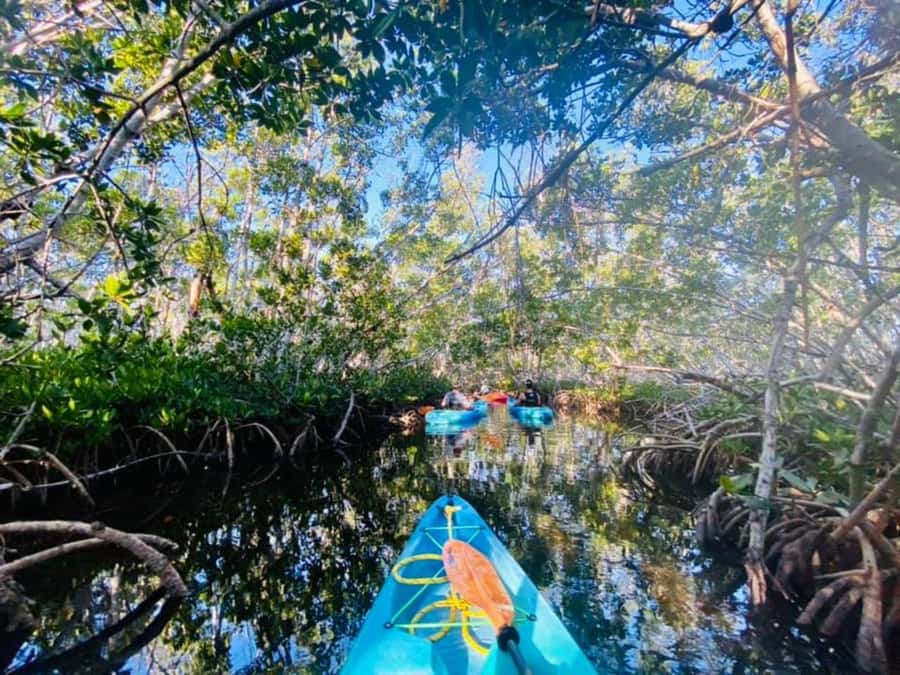 Key West: 2-hour Mangrove Kayak Tour - Wildlife watching at water level