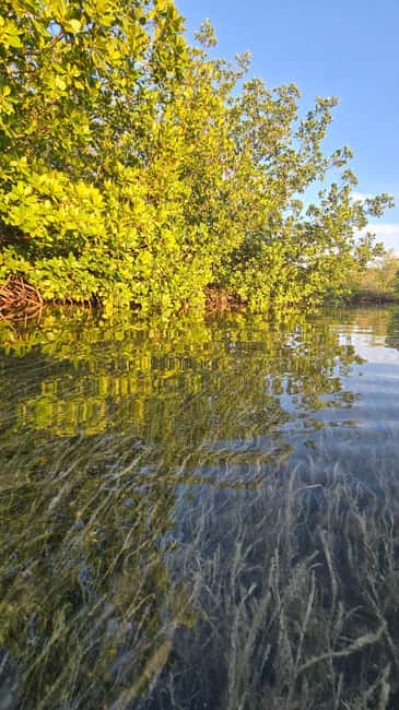 Key West: Kayak or Paddleboard Rental - Key points to know before you paddle