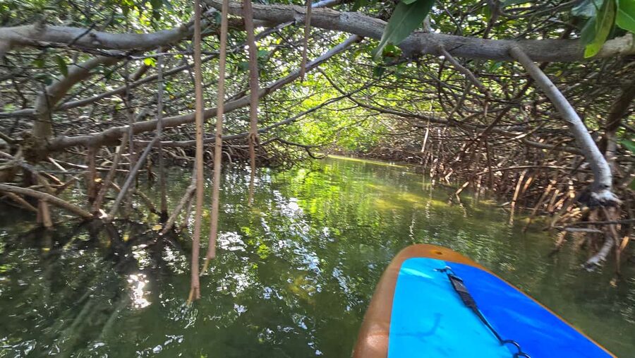 Key West: Kayak or Paddleboard Rental - What the wildlife adds to the experience