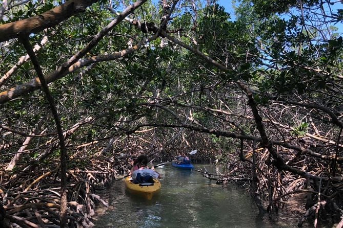 Key West Mangrove Kayak Eco Tour - Through the winding mangrove creeks