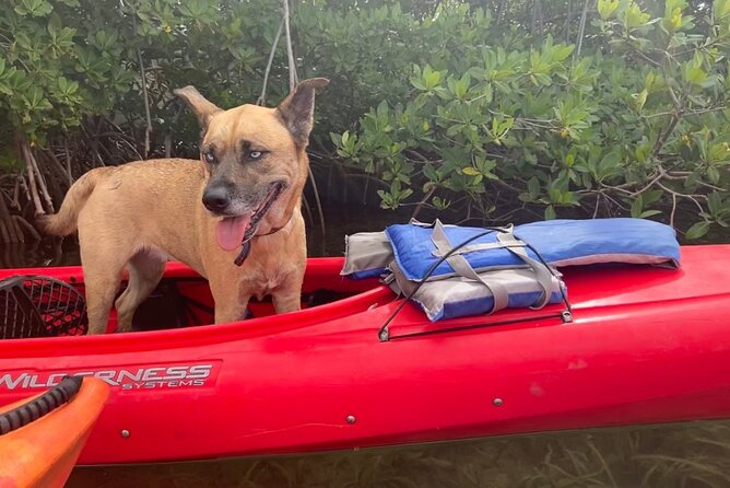 Key West Mangrove Kayak Eco Tour - Lessons about the Florida Keys