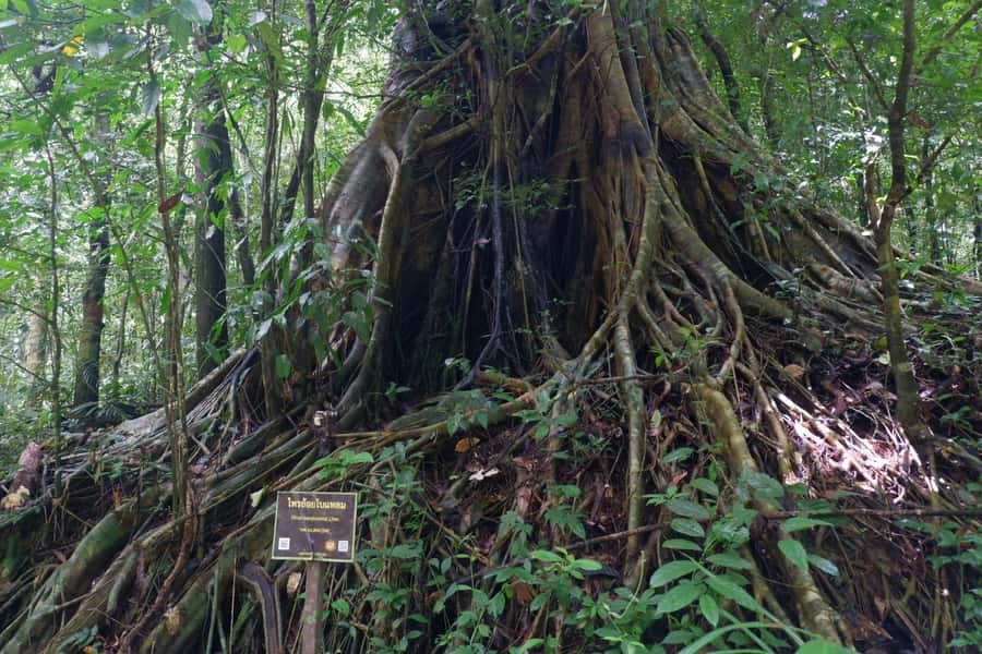 Khao Lak: Full-Day Khao Sok Jungle Walk and Canoeing Tour - Key points to know before booking