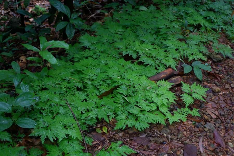 Khao Lak: Full-Day Khao Sok Jungle Walk and Canoeing Tour - A long day from Khao Lak to Khao Sok
