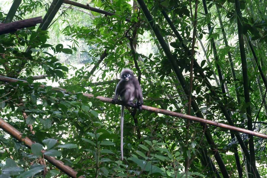 Khao Lak: Full-Day Khao Sok Jungle Walk and Canoeing Tour - Banghuarat Waterfall and a possible river stop