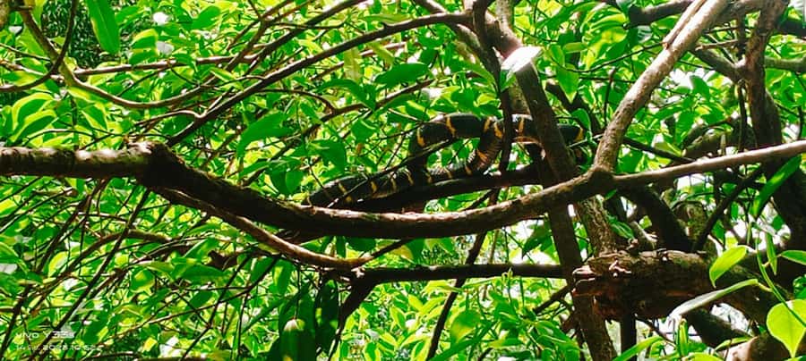 Khao Lak: Full-Day Khao Sok Jungle Walk and Canoeing Tour - Walking into Khao Sok National Park