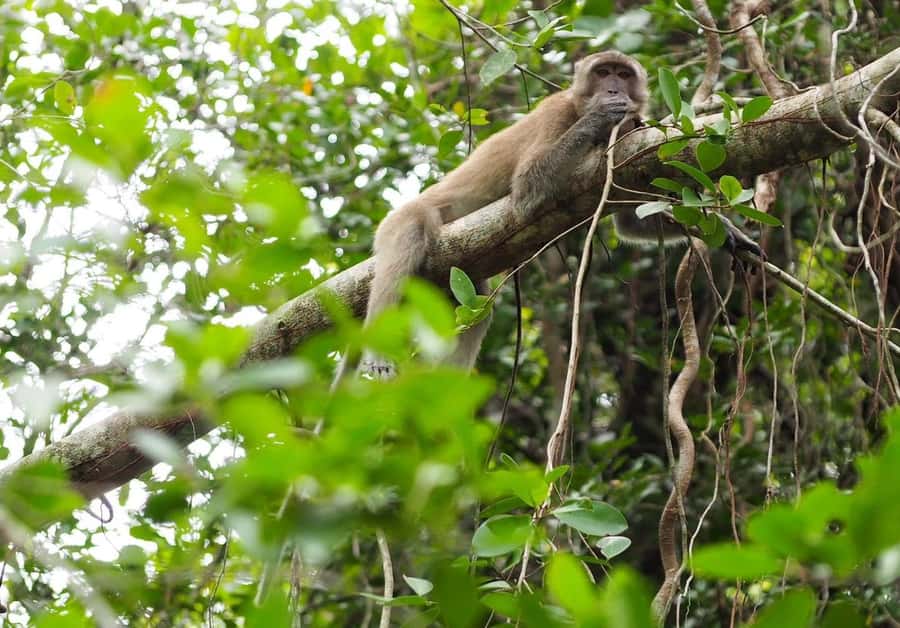 Khao Lak's Little Amazon: Canoe, Trek & Waterfall Day Trip - Is the $101 price fair?