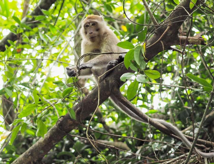 Khao Lak's Little Amazon: Canoe, Trek & Waterfall Day Trip - Takuapa markets: food, crafts, and everyday shopping