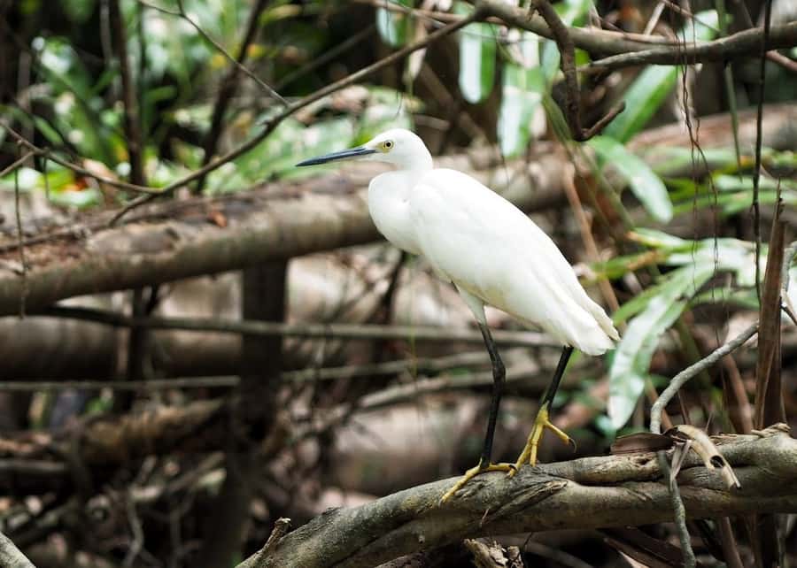 Khao Lak's Little Amazon: Canoe, Trek & Waterfall Day Trip - Si Phang-Nga National Park and the walk to Tam Nang Waterfall