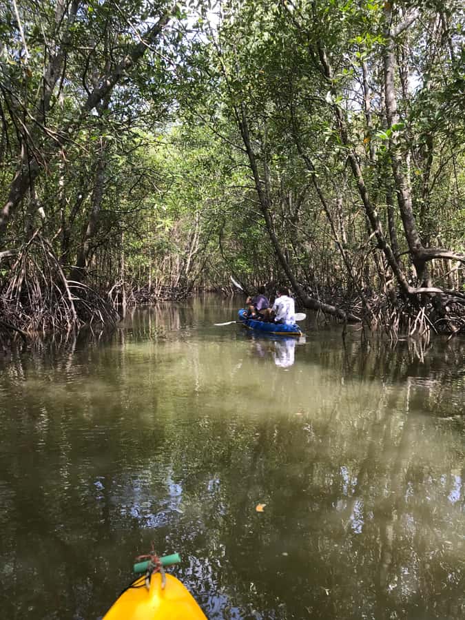 Ko Lanta: HALF DAY EXPLORE MANGROVE KAYAKING TOUR AND LUNCH - Looking for monkeys, birds, mudskippers, and fiddler crabs