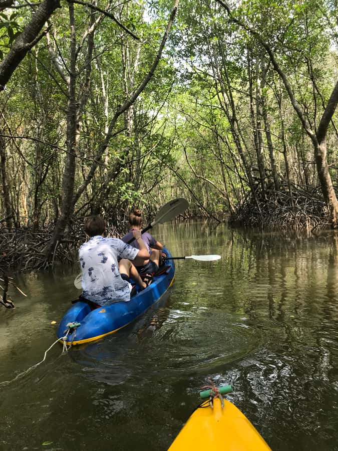 Ko Lanta: HALF DAY EXPLORE MANGROVE KAYAKING TOUR AND LUNCH - Should you book the mangrove kayaking tour?