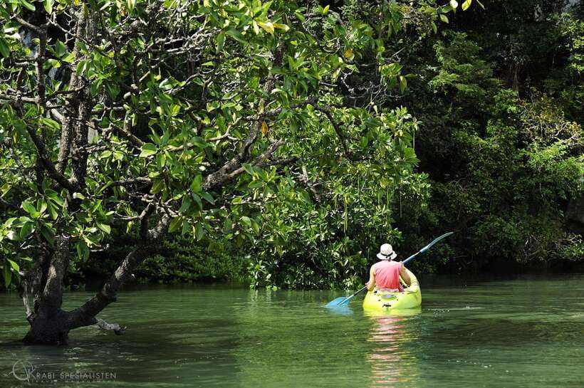 Ko Lanta: Half-Day Mangrove Kayaking Tour with Lunch - From your hotel to Tung Yee Peng Pier