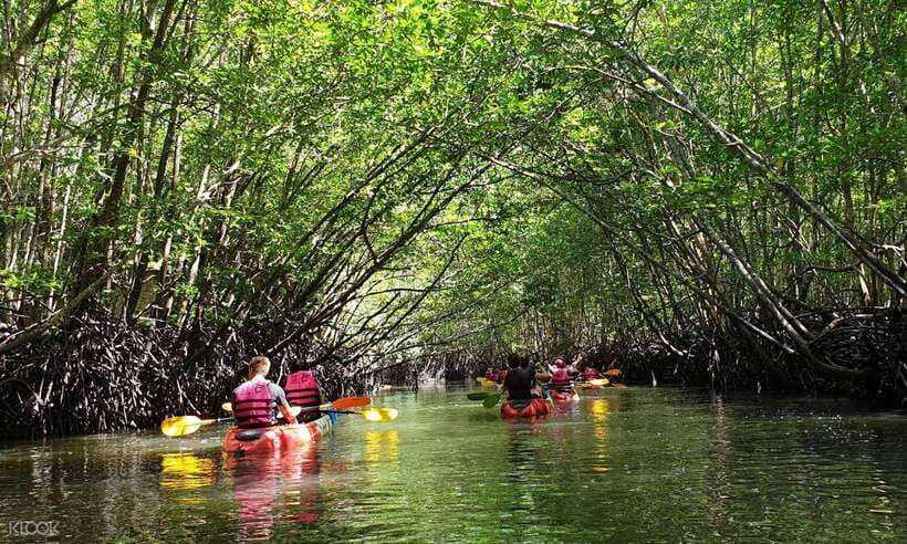 Ko Lanta: Half-Day Mangrove Kayaking Tour with Lunch - What makes the guides so important