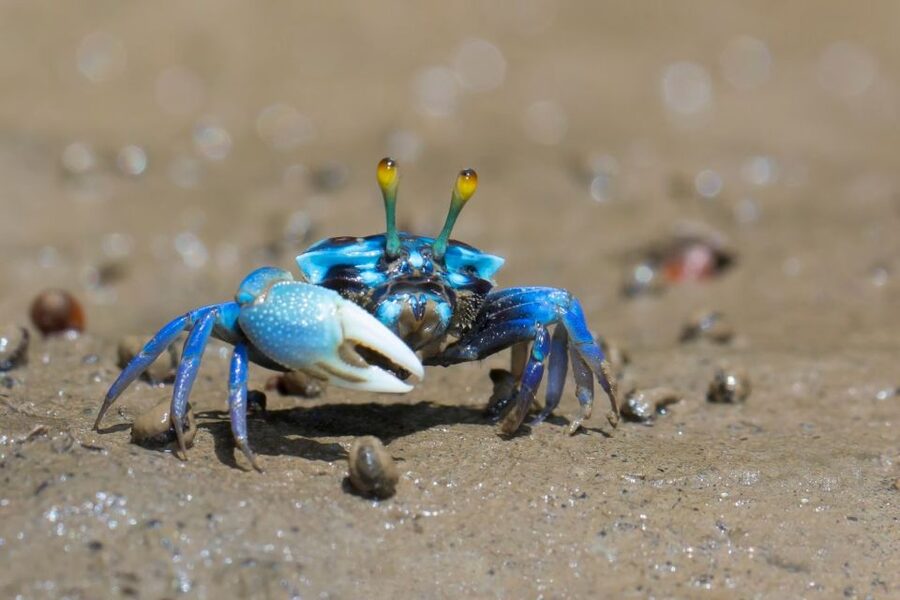 Ko Lanta: Mangrove Kayaking, Ko Talabeng, & Skull Island - Key points to know before you book