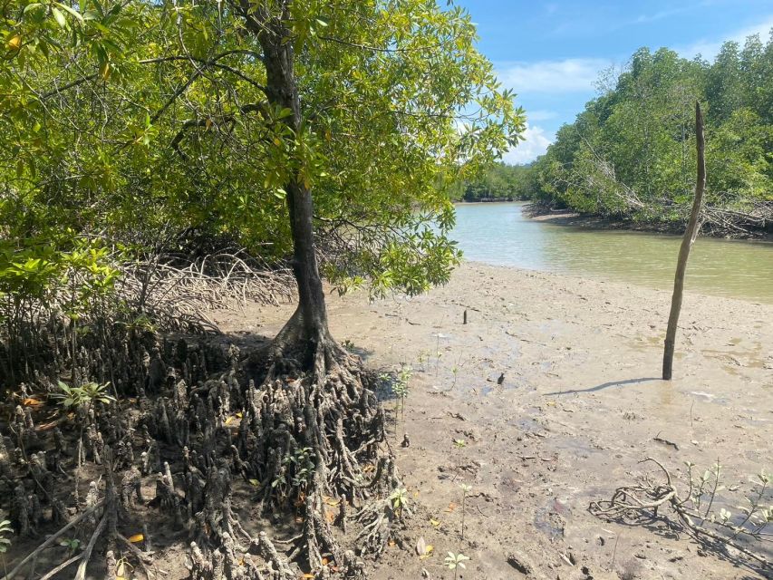 Ko Lanta: Mangrove Kayaking, Ko Talabeng, & Skull Island - Kayaking through the mangroves